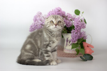 Scottish Fold kitten on the white background wiht lilac flowers