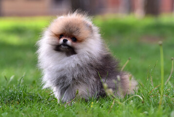 a little pomeranian dog