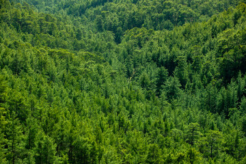 wild forest trees aerial view valley national park