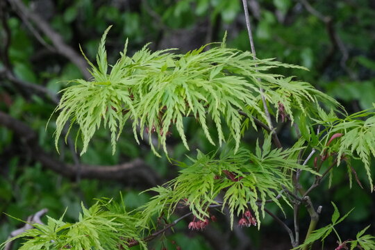 Acer dissectum Plant, japanese maple viridis green leaves close up, selective focus.