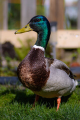 Stockente