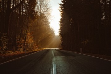 road into forest with sunrays