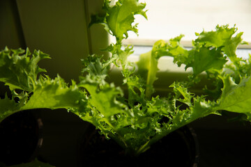 Home Gardening - Growing endive lettuce  in a pot indoors