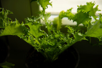 Home Gardening - Growing endive lettuce  in a pot indoors
