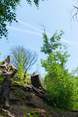 tree in the forest trump