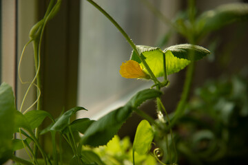 Home Gardening - Growing melon  in a pot indoors