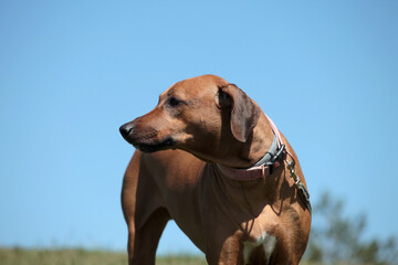 Beautiful dog rhodesian ridgeback hound outdoors on a field