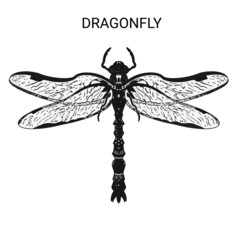 Dragonfly insect. Vector illustration isolated on white background