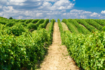 Fototapeta na wymiar Vines in a rows. Vineyard landscape with beautiful clouds and blue sky in the summer. Pannonhalma Wine Region in Hungary