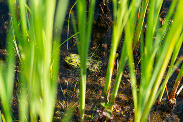 frog in the grass waiting for food passing by