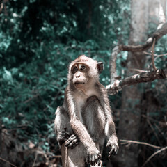 Mono salvaje mirando a lo lejos. Monkey Trail en Ao Nang, Tailandia
