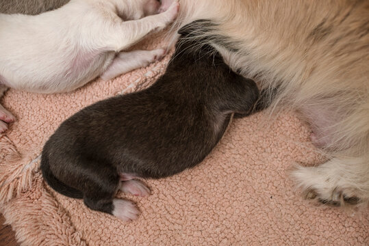 A Newborn Puppy Missing A Front Limb Feeding On His Mom's Milk With His Siblings. A Three Legged Puppy With A Birth Defect.