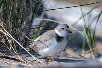 Piping Plover, an endangered species