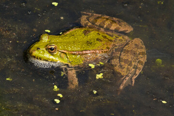 Green frog in water