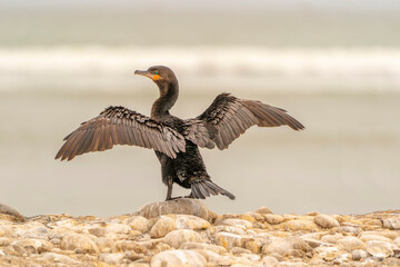 Peruvian cormorant
