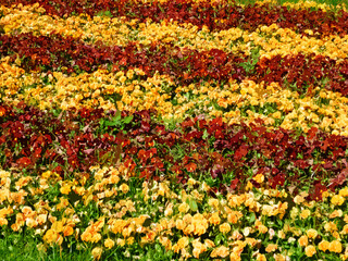 illustration abstract red and yellow flowers