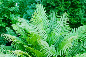 illustration green fern leaves close-up defocus