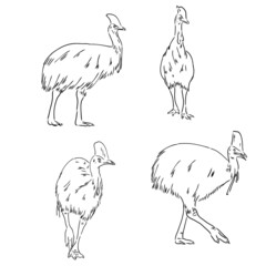 Hand drawn black and white Cassowary isolated on white background. Vector illustration in retro style.