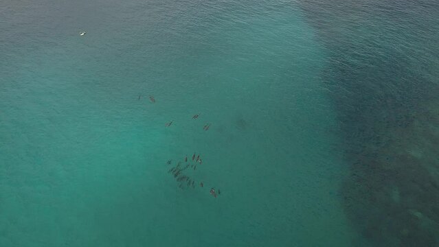 Lone Paddle Boarder Observing A Pod Of Dolphins Frolic In Hawaiian Sea