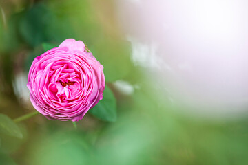 フラワーガーデンのバラ