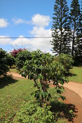 The coffee tree in Hawaii