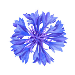 drawing blue flower of cornflower ,Centaurea cyanus isolated at white background , hand drawn botanical illustration