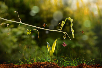 Close up of a young plant sprouting from the ground with green bokeh background	
