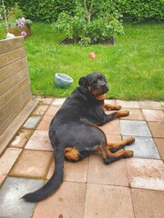 Relaxing dog in the garden - 509640175
