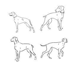 Pointer hunting dog sketch, contour vector illustration