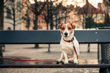 Cute dog jack russell terrier sitting on wooden bench in city square of Prague.