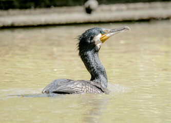 Great cormorant