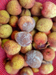 downy blossom blight of litchi in VIet Nam.