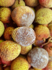 downy blossom blight of litchi in VIet Nam.