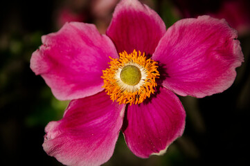 Fototapeta premium Anemones 