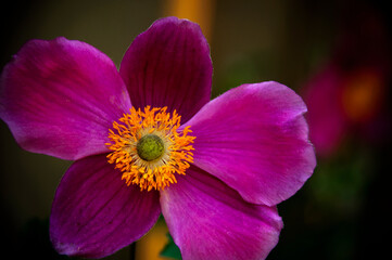 Anemones in my garden