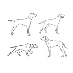 Pointer hunting dog sketch, contour vector illustration