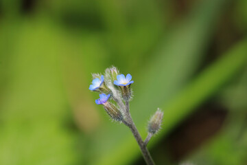 slender speedwell flower macro photo