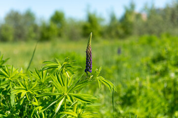 Blooming macro blue lupine flower