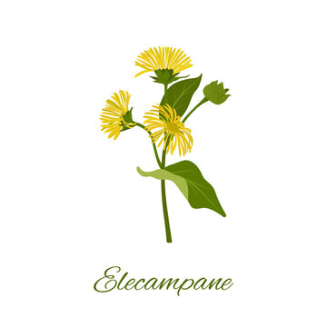 Elecampane flowers, buds and leaves on a white isolated background.