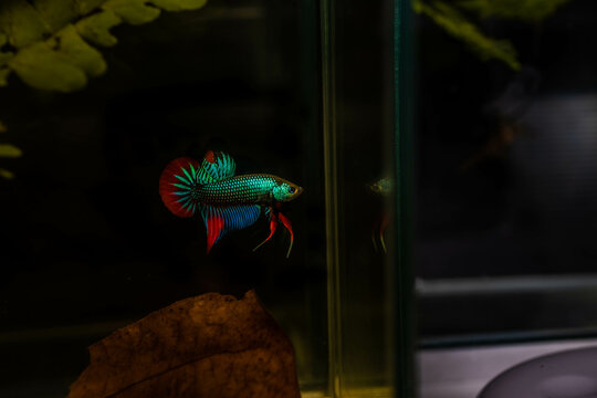 Stunning and beautiful male Siamese fighting fish or betta imbellis (wild betta) showing side view.