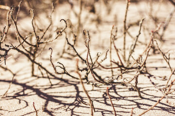 Dried bush with thorns on the shore of the lake in fine brown sand. Spring Messengers.