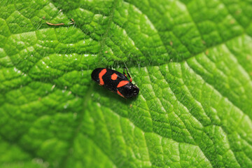 cercopis vulnerata insect macro photo