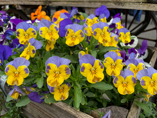 Vibrant purple violet and yellow Viola Cornuta pansies flowers close up, floral wallpaper background with blooming yellow purple heartsease pansy flowers