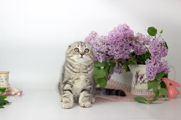 Scottish Fold kitten on the white background wiht lilac flowers