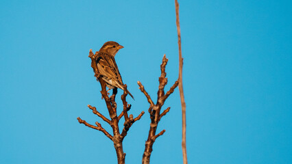 House Sparrow on a branch
