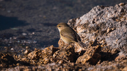 common chiffchaff in a rock
