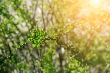 spirea buds on a bright spring morning: floral background. Blooming spirea with a bush of white flowers on a dark natural discreet background. 