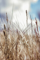 Fototapeta premium swamp vegetation close up with grass bents and foliage, bog in spring - vintage retro film look
