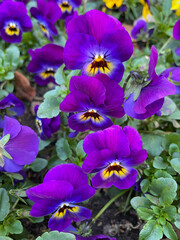 Fototapeta na wymiar Vibrant purple violet and yellow Viola Cornuta pansies flowers close up, floral wallpaper background with blooming yellow purple heartsease pansy flowers