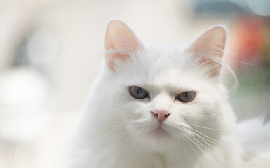 Gato blanco ojos azules.